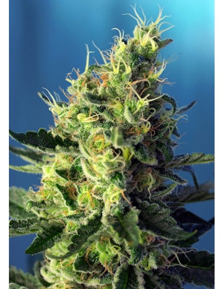 100 UND FEM - SWEET AMNESIA HAZE ® 