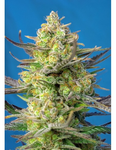 100 UND FEM - SWEET CHEESE XL AUTO ® 