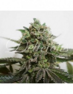 5 UND FEM - DELIMED CBD PLUS (CBD FAMILY)