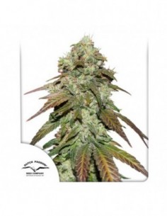 5 UND FEM - CBD MAZAR ®