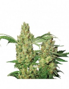 10 UND FEM - AUTO PURE POWER PLANT 