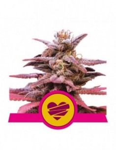 5 UND FEM - WEDDING CRASHER 