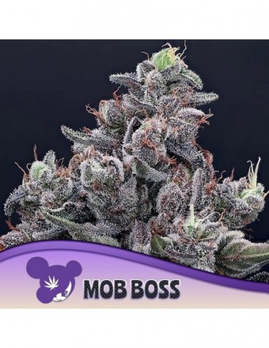 5 UND FEM - MOB BOSS  ANESIA SEEDS 5 FEMINIZADAS