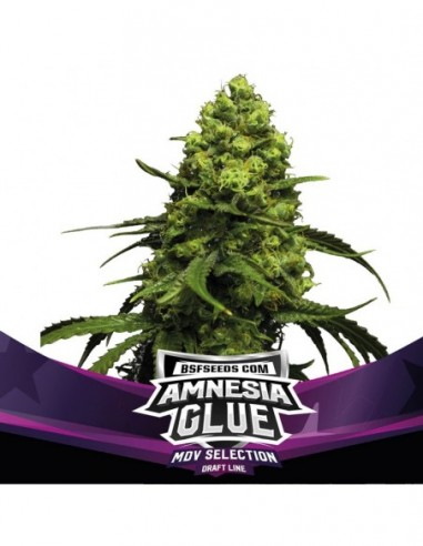 12 UND FEM - AMNESIA GLUE   BSF SEEDS 12 UND FEMINIZADAS
