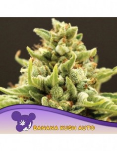 5 UND FEM - BANANA KUSH   ANESIA SEEDS 5 FEMINIZADAS