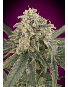 10 UND FEM - AMNESIA AUTO XXL   ADVANCED SEEDS 10 UND FEM