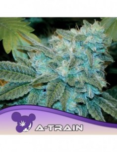 5 UND FEM - A-TRAIN   ANESIA SEEDS 5 FEMINIZADAS