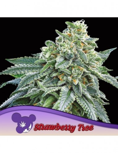 5 UND FEM - STRAWBERRY TREE 