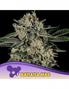 5 UND FEM - BANANA MAC 