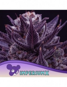 5 UND FEM - IMPERIUM X 