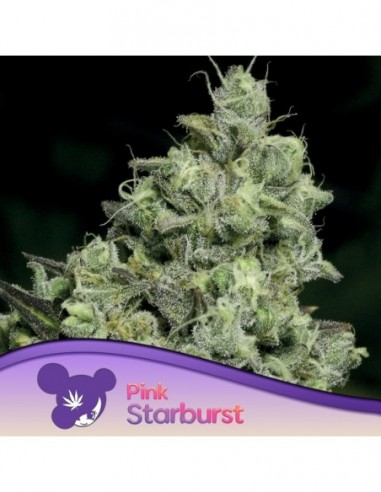 5 UND FEM - PINK STARBURST 