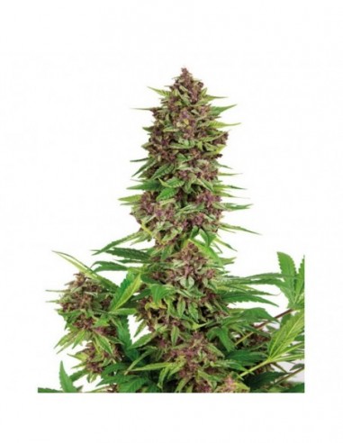 10 UND FEM - BUDDHA PURPLE KUSH (BLISTER) 