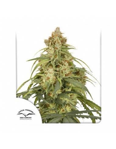 3 UND FEM - AUTO CBD-VICTORY ® 