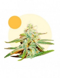12 UND FEM - LAFANTA CBD