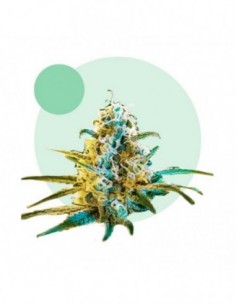 12 UND FEM - LAFANTA CBD AUTO