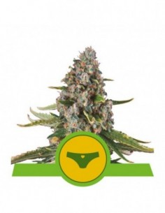 10 UND FEM - SHERBET QUEEN AUTO 