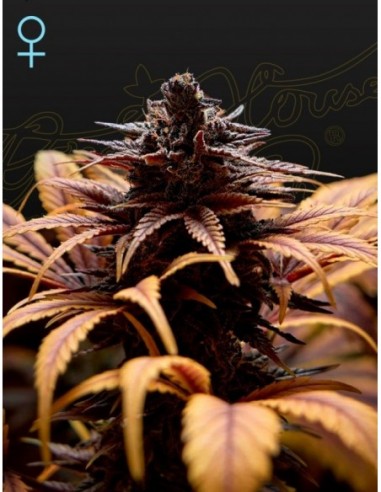 10 UND FEM - DEEP CANDY   GREEN HOUSE 10 UND FEMINIZADAS