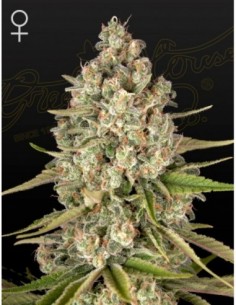 10 UND FEM - LOST PEARL 