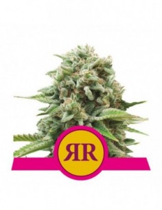 10 UND FEM - ROYAL RUNTZ 