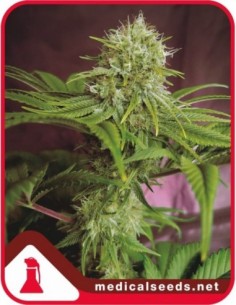 10 UND FEM - ELIXIR VITAE CBD