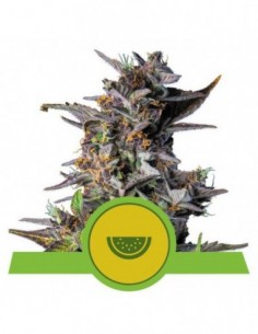 10 UND FEM - WATERMELON AUTO 