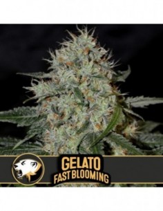 9 UND FEM - GELATO FB 