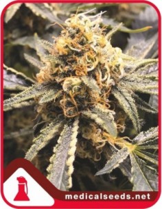 10 UND FEM - RECOVERY CBD