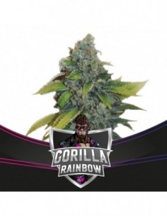 12 UND FEM - GORILLA RAINBOWS - DRAFT LINE 