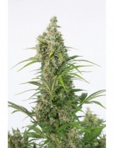10 UND FEM - WHITE WIDOW CBD AUTO