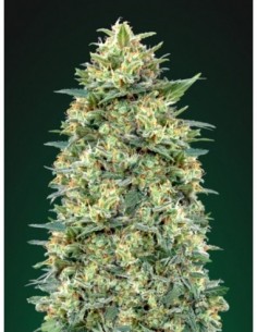 25 UND FEM - AUTO WHITE WIDOW 