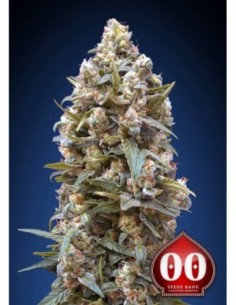 25 UND FEM - 00 KUSH 