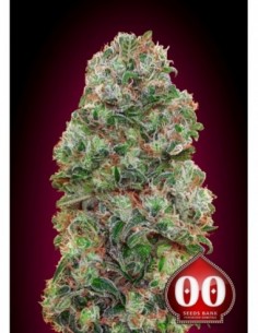 25 UND FEM - BUBBLE GUM 