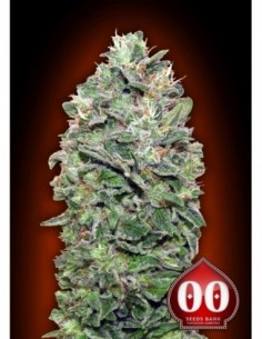 25 UND FEM - SWEET SOMA 