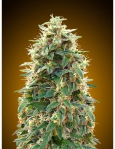 25 UND FEM - AUTO 00 CHEESE 