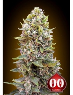 25 UND FEM - AUTO CHEESE BERRY 