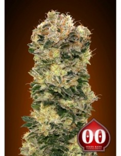 25 UND FEM - AUTO SWEET SOMANGO 