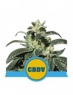 10 UND FEM - ROYAL CBDV AUTO