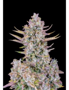 10 UND FEM - PURPLE PUNCH AUTO 