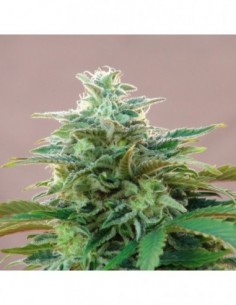 5 UND FEM - CBDV AUTO