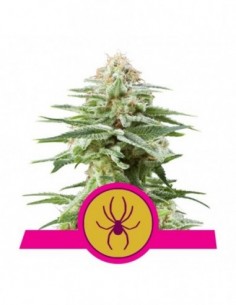 25 UND REG - WHITE WIDOW 