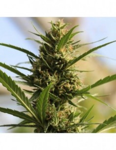 25 UND FEM - CANNABOOM CBD+ 