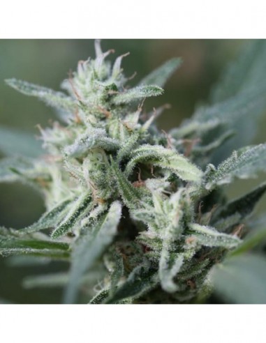 25 UND FEM - CANNAFUEL CBD+ 