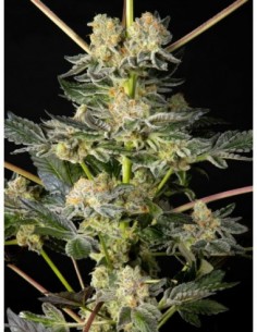 25 UND FEM - KEY LIME PIE X DO-SI-DOS   PHILOSOPHER 25 UND FEMINIZADAS