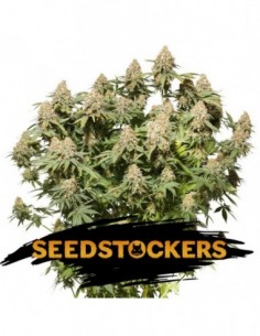 100 UND FEM - MOBY DICK 