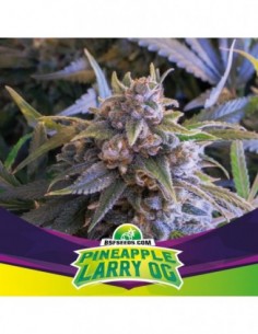 100 UND FEM - PINEAPPLE LARRY OG 