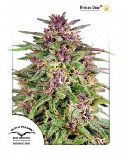 100 UND FEM - FRISIAN DEW ® 