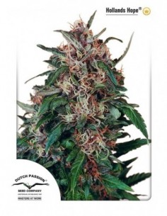 100 UND FEM - HOLLANDS HOPE ® 