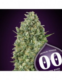 100 UND FEM - CRITICAL POISON 