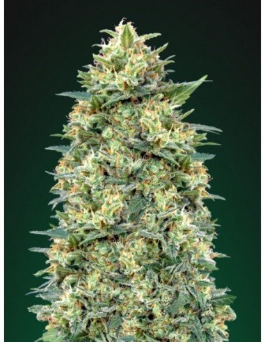 100 UND FEM - AUTO WHITE WIDOW 