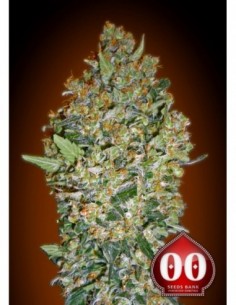 100 UND FEM - CHEESE BERRY 